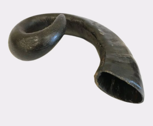 Cleaned Buffalo Horns - XL